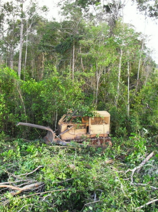 MT é o estado que mais desmatou a Amazônia Legal pelo quarto mês consecutivo, diz pesquisa